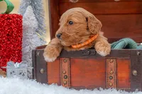 Molly, a female Goldendoodle for sale in Waco, TX – Photo 3 of 5