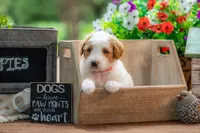 Ivy, a female Goldendoodle for sale in Waco, TX – 9 of 9