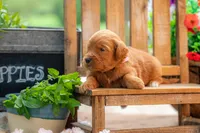 Sammie, a female Goldendoodle for sale in Waco, TX – 9 of 9