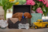 Sam, a male Goldendoodle for sale in Waco, TX – 3 of 5