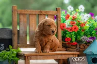 Poppie, a female Goldendoodle for sale in Waco, TX – 6 of 9