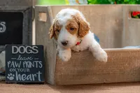 Ruby, a female Goldendoodle for sale in Waco, TX – 3 of 7