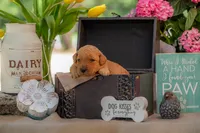 Sadie, a female Goldendoodle for sale in Waco, TX – 6 of 9