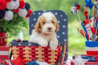 Dolly, a female Goldendoodle for sale in Waco, TX – 2 of 10