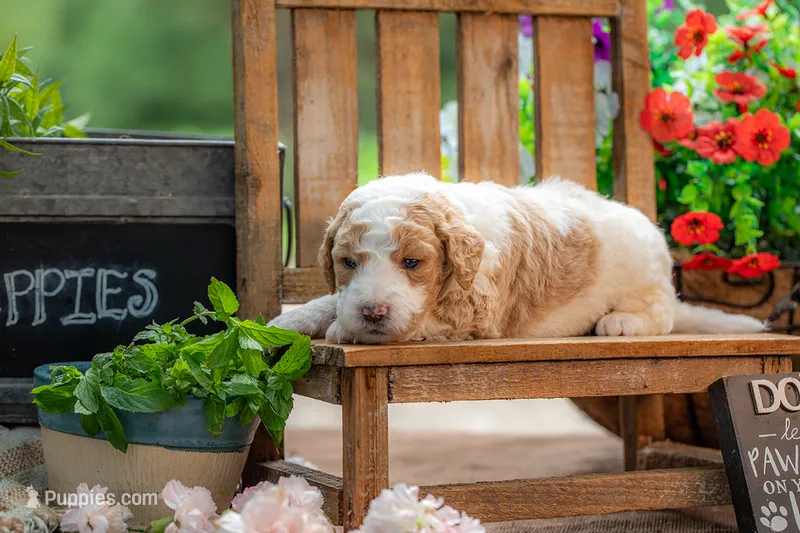 Benny – Goldendoodle puppy for sale in Waco, TX