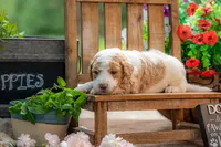Benny, a male Goldendoodle for sale in Waco, TX – 1 of 6