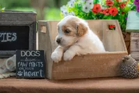 Bandit, a male Goldendoodle for sale in Waco, TX – 2 of 7