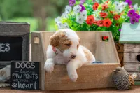 Ivy, a female Goldendoodle for sale in Waco, TX – 2 of 9
