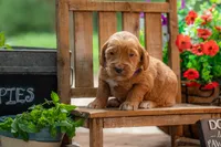 Royal, a male Goldendoodle for sale in Waco, TX – 5 of 9