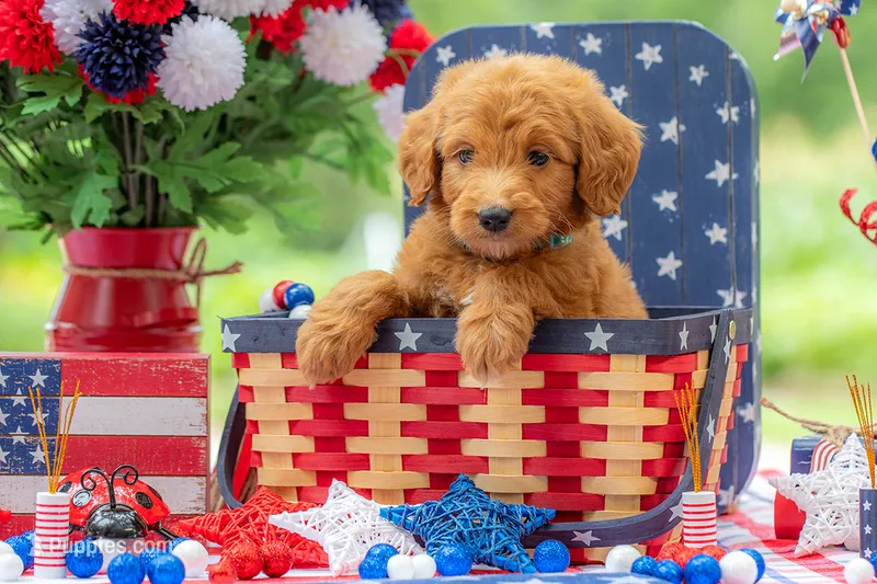Colt – Goldendoodle puppy for sale in Waco, TX