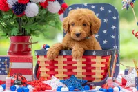 Colt, a male Goldendoodle for sale in Waco, TX – 3 of 10