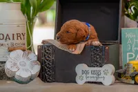 Sam, a male Goldendoodle for sale in Waco, TX – 5 of 5