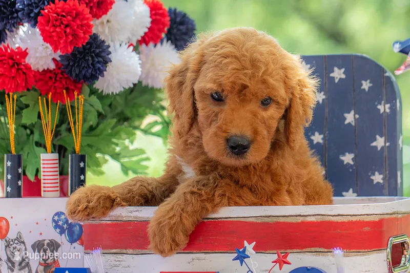 Baron – Goldendoodle puppy for sale in Waco, TX