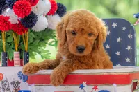 Baron, a male Goldendoodle for sale in Waco, TX – 2 of 10