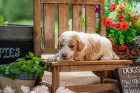 Benny, a male Goldendoodle for sale in Waco, TX – 6 of 6