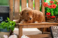Colt, a male Goldendoodle for sale in Waco, TX – 7 of 10