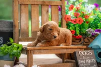 Colt, a male Goldendoodle for sale in Waco, TX – 2 of 10