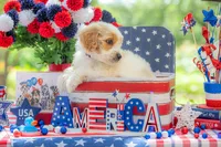 Bandit, a male Goldendoodle for sale in Waco, TX – 7 of 10