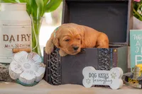 Artie, a male Goldendoodle for sale in Waco, TX – 6 of 7