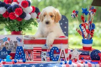 Bandit, a male Goldendoodle for sale in Waco, TX – 9 of 10