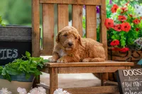 Scarlet, a female Goldendoodle for sale in Waco, TX – 3 of 8