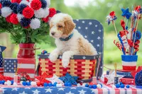 Sterling, a male Goldendoodle for sale in Waco, TX – 10 of 10