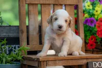Bonnie, a female Goldendoodle for sale in Waco, TX – 4 of 10