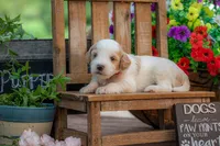 Bonnie, a female Goldendoodle for sale in Waco, TX – 3 of 10