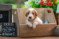 Henry, a male Goldendoodle for sale in Waco, TX – 8 of 10
