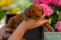 Sam, a male Goldendoodle for sale in Waco, TX – 4 of 5
