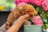 Artie, a male Goldendoodle for sale in Waco, TX – 4 of 7