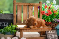 Sammie, a female Goldendoodle for sale in Waco, TX – 3 of 9