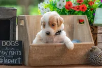 Toby, a male Goldendoodle for sale in Waco, TX – 7 of 7