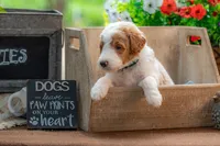 Rusty, a male Goldendoodle for sale in Waco, TX – 5 of 10