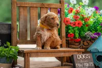 Scarlet, a female Goldendoodle for sale in Waco, TX – 2 of 8