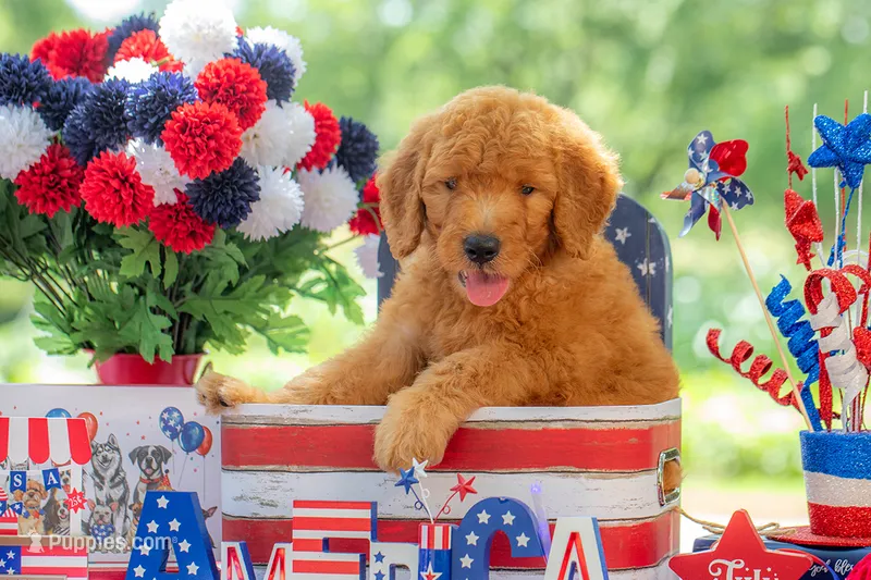 Tommee – Goldendoodle puppy for sale in Waco, TX
