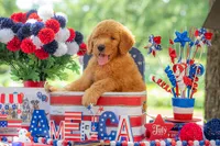 Tommee, a male Goldendoodle for sale in Waco, TX – 9 of 10