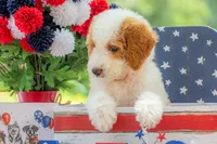 Ivy, a female Goldendoodle for sale in Waco, TX – 8 of 10