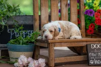 Sterling, a male Goldendoodle for sale in Waco, TX – 4 of 10