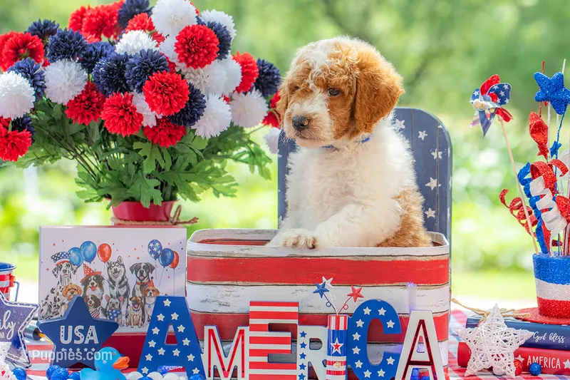Buck – Goldendoodle puppy for sale in Waco, TX