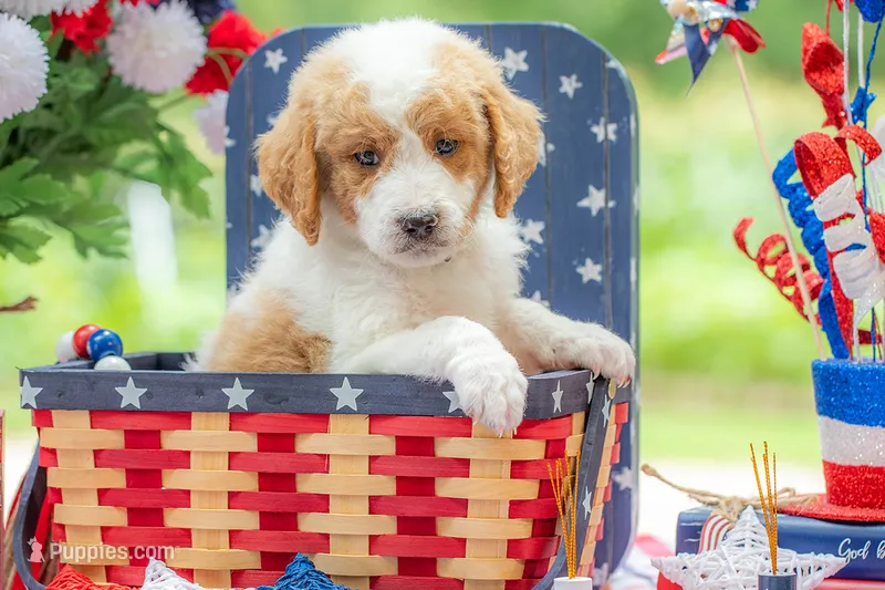 Benny – Goldendoodle puppy for sale in Waco, TX