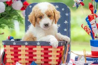 Benny, a male Goldendoodle for sale in Waco, TX – 3 of 10