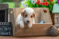 Blue, a male Goldendoodle for sale in Waco, TX – 2 of 8