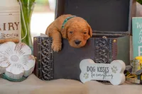 Tommee, a male Goldendoodle for sale in Waco, TX – 4 of 7