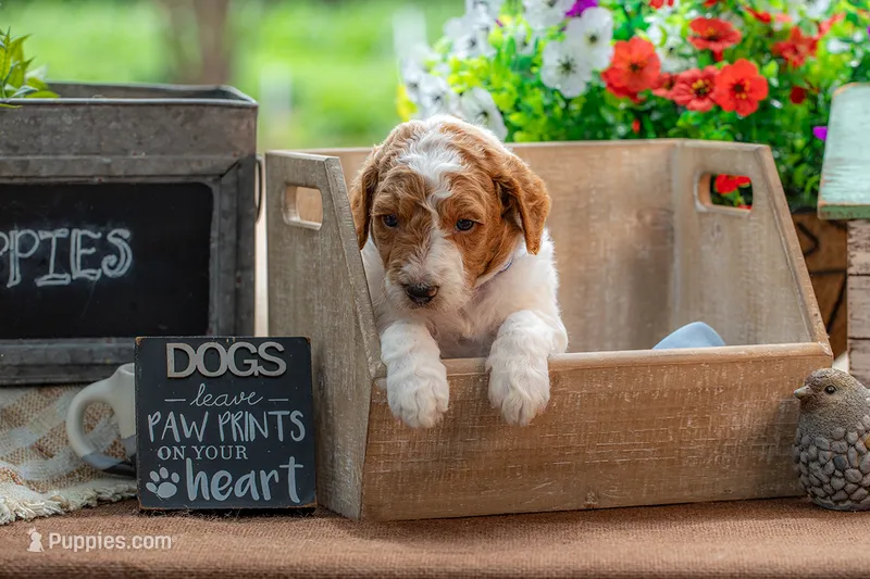 Buck – Goldendoodle puppy for sale in Waco, TX
