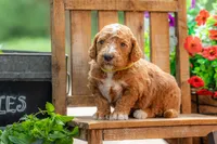 Teddy, a male Goldendoodle for sale in Waco, TX – 4 of 10