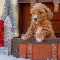 Bella, a female Goldendoodle for sale in Waco, TX – Photo 8 of 8