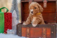 Bella, a female Goldendoodle for sale in Waco, TX – Photo 8 of 8