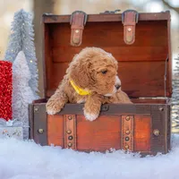 Bella, a female Goldendoodle for sale in Waco, TX – Photo 3 of 8