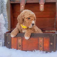 Bella, a female Goldendoodle for sale in Waco, TX – Photo 6 of 8